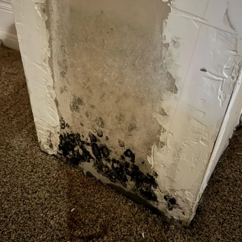 Professional Mold Removal in Stutsman County, ND